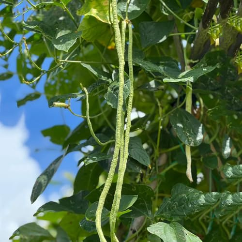 semillas de frijol de jardín orgánicas - exóticas exterior resistente variedades antiguas balcón 20pcs