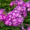 6 x Hohe Flammenblume 'Laura' - Phlox Paniculata 'Laura' Topf 9x9cm: Rosa Blütenpracht für sonnige Standorte