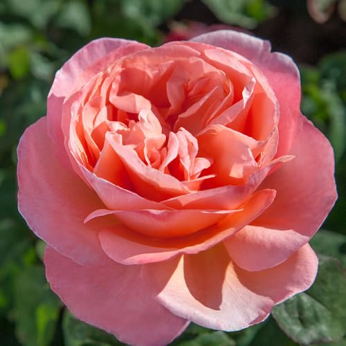 Heirloom Hybrid Tea Roses, Live Own Root Plant for Outdoor Garden, Sweet Mademoiselle™, Exceptionally Fragrant, Hardiness Zones: 5-9, Repeat Blooming