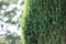 Juniperus communis 'Suecica' 30-40 cm - Säulenwacholder, immergrün, ideal für Hecken und Kübel, pflegeleicht, winterhart