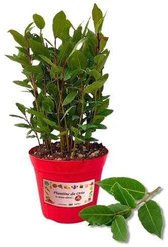 P. Piantine da Orto | Alloro, Pianta in Vaso Diametro 14 cm, Pianta Pronta per il Trapianto, Pianta Vera da Esterno, Piantina Aromatica per Balcone o Terrazzo, Vivaio Italiano