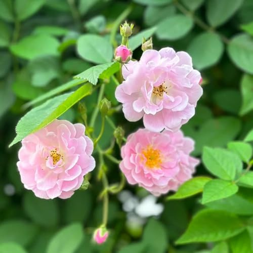 semillas de rosal trepador - Arbustos, para lugares soleados, Rosales trepadores resistentes - rosas trepadoras - arbustos resistentes, 450pcs