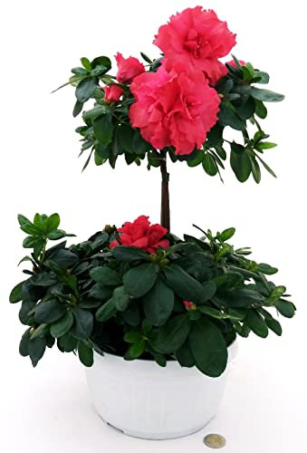 POWERS TO FLOWERS - AZALEA ALBERELLO ŔOSSA IN CIOTOLA PIU' CESPUGLIO, pianta vera
