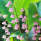 6 pezzi bulbi di mughetto rosa aiuole rialzate per fiori da giardino decorazione bulbi di fiori perenni resistenti piante esotiche piante in vaso decorazione floreale prato di fiori da giardi