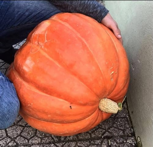 Locura: semillas de calabaza gigante del Atlántico – La más grande del mundo **selección de variantes de diferentes pesos/tamaños** (33 kilos de calabaza)