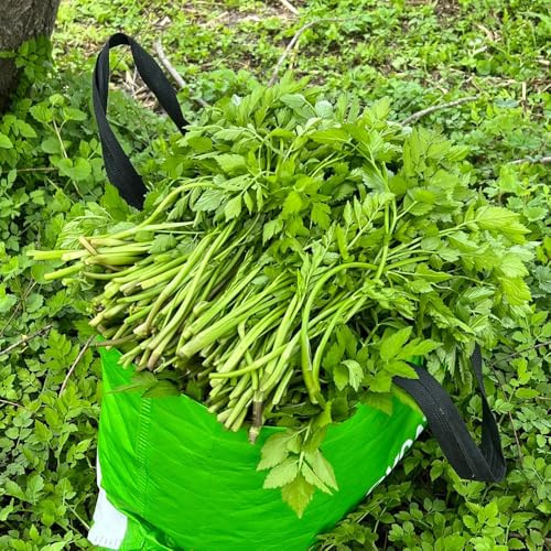 semi di crescione per giardino di aromatiche da interno crescione invernali, aromatiche serra balcone cucina semi biologici, resistenti all'inverno 160semi