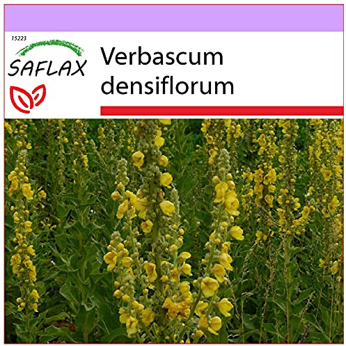 SAFLAX - Läkemedelsväxter - Storblommig Mullein - 500 Frön - Verbascum densiflorum