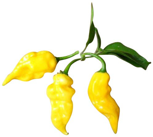 Habanero Hot-Lemon 10 Samen (Extra scharfe Chili) '''TOP ERTRAG'''