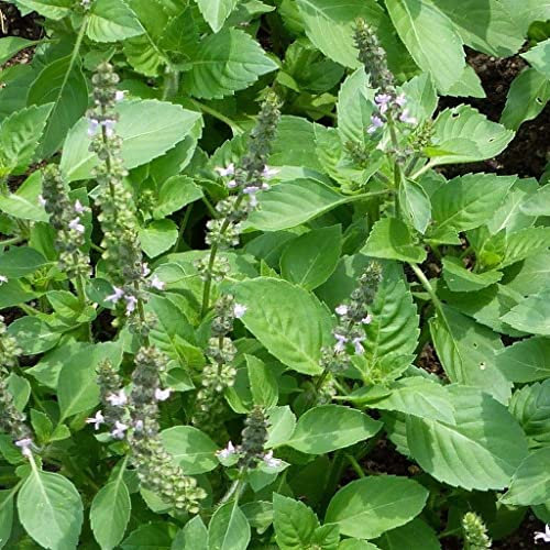Tulsi Seeds | Holy Basil Seeds | Ocimum Sanctum | 100+