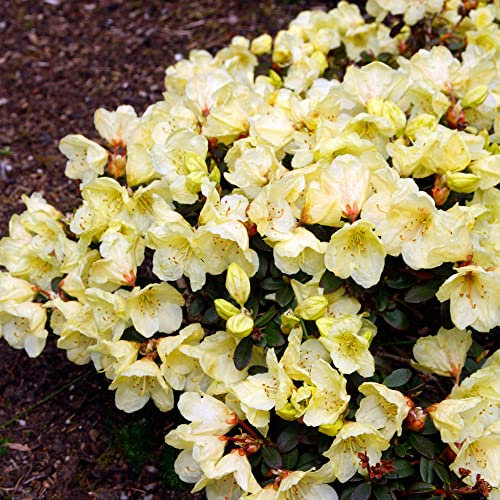 Rhododendron Wren Outdoor Plants | Garden Ready Evergreen Dwarf Shrubs | Potted Yellow Spring Flowering Rhododendrons in 1L Pots