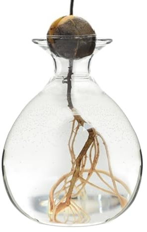 Vaso Per Piante In Vetro | Vaso Idroponico Per Semi | Vaso Di Fiori Di Avocado | Vasi Di Fiori Di Albero Di Avocado Di Vetro | Per Matrimoni, Decorazione Per La Casa, La Tavola