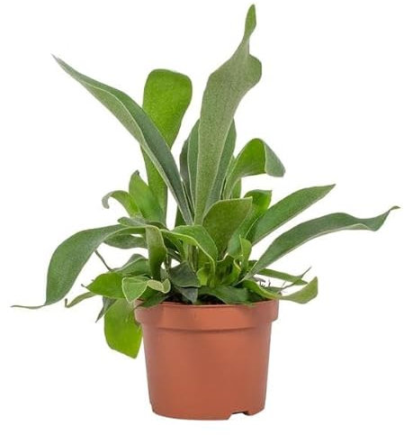 Hirschgeweihfarn - Platycerium Niederlande - Zimmerpflanze - Ø12cm - 23cm