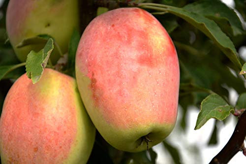 Apfel Candil Sinap Winterapfel. Apfelbaum ca.160/180 cm, Russische Taubenapfel