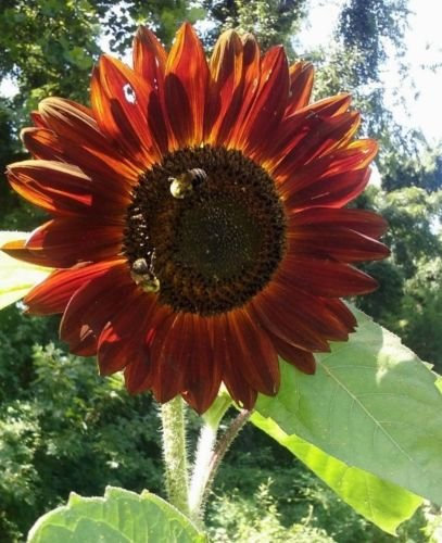 Sunflower # 9 purpurne Königin 15 Samt Viele großen Blüten an jeder Pflanze! Comb.S/H