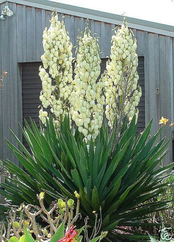 Adams Ago, Yucca filamentosa, 100 arbusto semi (Appariscente Hardy Evergreen)