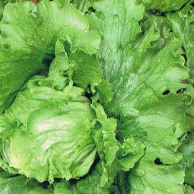 Heirloom Heritage Great Lakes Iceberg Lettuce 100 Seeds. Certified French Organic Grower