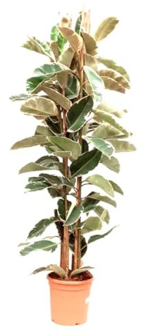 Planta natural Ficus Elástica 160-180 cm. Planta de interior con hojas variegadas en tonos verde, blanco y rosa. Segura Garden.