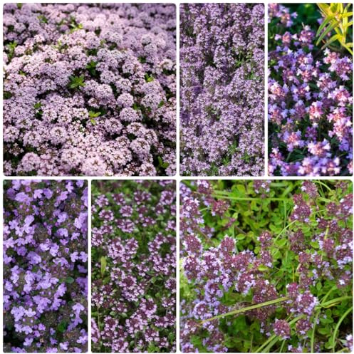 semi resistenti di timo strisciante, interno giardino balcone 550pcs
