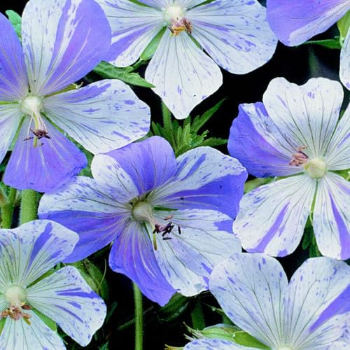 Plant World Seeds - Geranium Pratense 'Splish Splash' Seeds (Perennial Flower Seeds)