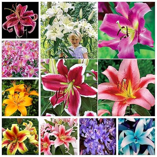 Lilienzwiebeln, Blumenzwiebeln,Riesenlilien Baumlilien Winterhart MehrjäHrig, Blumenzwiebeln,Winterhart MehrjäHrig,Temperament,Frische Luft, Gartenpflanzen-2zwiebeln-B