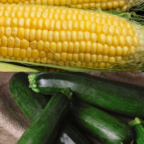 Sweet Corn & Courgette Seeds Set – Premium Golden Bantam Corn & Black Beauty Courgette for Easy Home Growing – Vegetable Seeds for Garden & Allotment