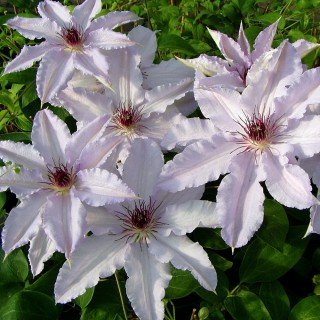 Clematis 'Snow Queen' - Weißblühende Clematis für den Garten von Native Plants