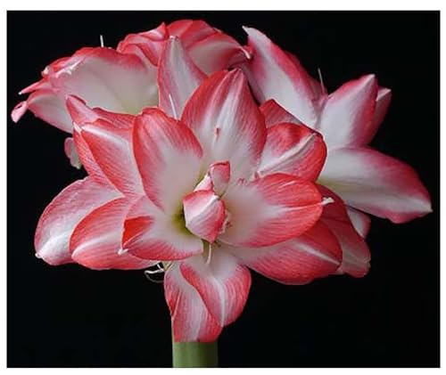 Blossom Peacock Amaryllis Bulb Double White with Red– Large Bulb for Planting, 4-8 Blooms, 16–24 Tall – Elegant Indoor & Outdoor Plant – Low-Maintenance Amaryllis Bulb (Not in Wax)