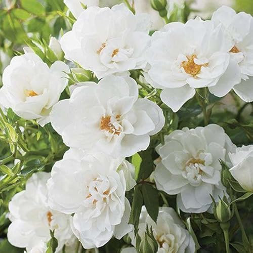 Plant Theory Kent Rose Bush White Flowering Roses Ground Cover Roses 4L Pot
