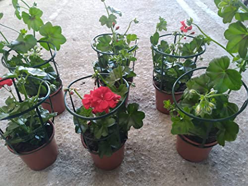 Gitanilla Pack 6 Plantas Naturales (PELARGONIUM PELTATUM) maceta de 13 cm
