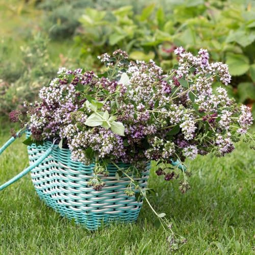 Semi di maggiorana, semi di Origano majorana, varietà antiche, orto sul balcone balcone del giardino con lettino 50pcs