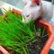 katzengras samen bio - kräuter saatgut kräuterbeet küche katzengras pflanze bodendecker pflanzen winterhart stauden winterhart steingartenpflanzen winterhart bodendecker samen 50pcs