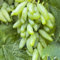 Tafeltraube Weintrauben Kernlos Winterhartes,Weinreben Winterhart,Lebende Pflanzen,Weinreben,Tafel-Trauben,Trauben Kernlos Pflanzen Winterhart Traubenwurzel Pflanze,-1 Weinreben pflanzen-C