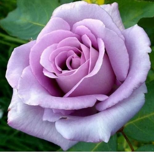 Blue Moon Hybrid Tea Bush Rose, Fragrant ICY Blue/Lilac/Mauve Blooms 3 Lit Pot
