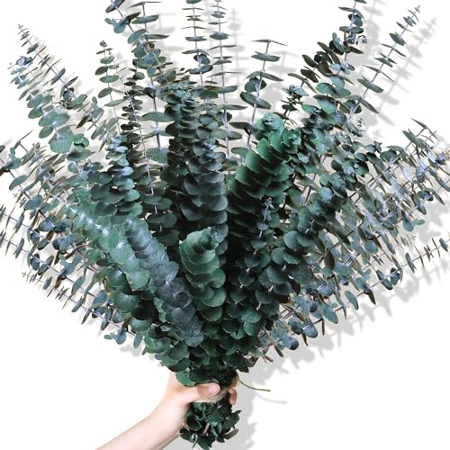 30Pcs Dried Eucalyptus Stems, 17 Real Preserved Eucalyptus Plant for Shower, Fresh Natural Branches for Vase, Eucalyptus Bundle for Home Decor, Wedding, Baby Shower, Bathroom
