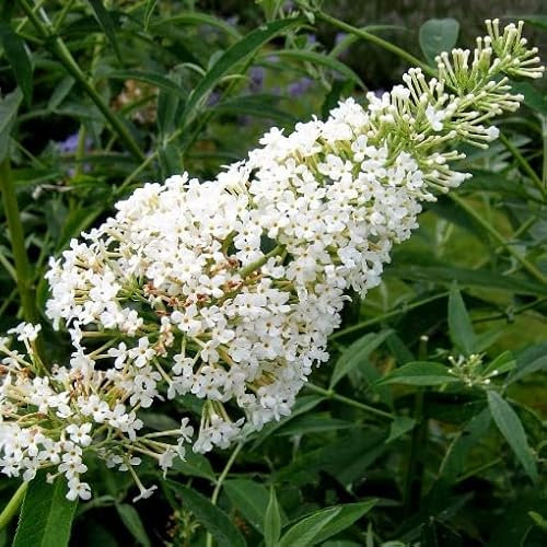 Pianta vera di Buddleja Free Petite Snow White - Diametro Vaso Ø 18 cm