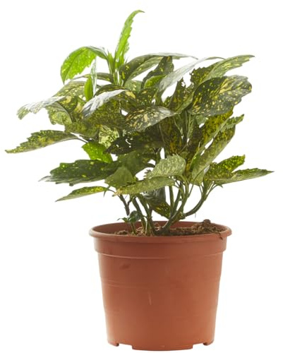 Verdecora Aucuba en maceta de 5L | Aucuba japonica | Arbusto de Exterior con Follaje Verde y Manchas Doradas | Ideal para Sombra Parcial, Bordes y Jardines de Bajo Mantenimiento
