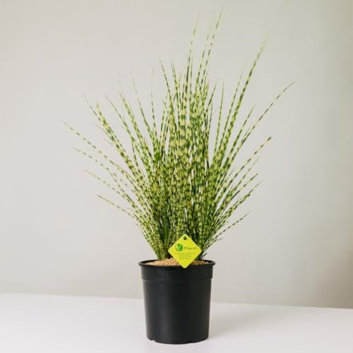 Plantì MISCANTHUS – Pianta Ornamentale da Esterno, Miscanto Semisempreverde Ideale per Vaso e Giardino, Diametro Vaso 19 cm (Oro)