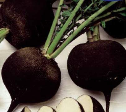 Pezzi - 750x Winterrettich Arrotondato Nero Radicchio Verdure Giardino Piante - Seme K417 - Seeds & Plants Shop by Ipsa