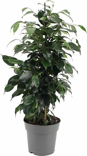 Ficus Benjamina Danielle Planta Natural de Interior