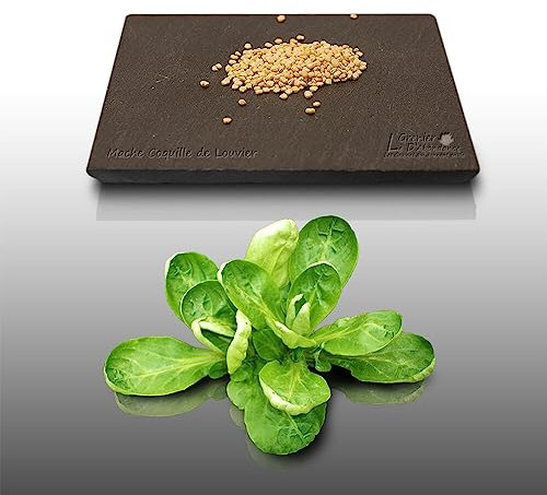 250 graines à semer - Le Grenier d'Abondance - MACHE Coquilles de Louviers - Valerianella locusta