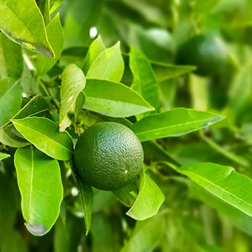 Evergreen Flowering Lime Tree Citrus Fruit Houseplant Grow Your Own Fruit Plant for Home, Office & Conservatory 9cm Pot x 2 by Thompson & Morgan