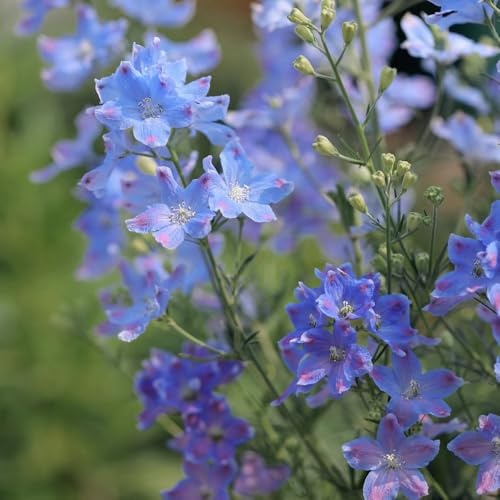 delphinium - Delphinium - Decoración de sala de estar con camas elevadas jardín balcón Balcón con en macetas pradera decorativas ornamentales 100semillas