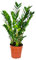 Smaragdpalme jeweils | Zamioculcas - Zimmerpflanze im Kinderzimmertopf ⌀17 cm - 60 cm