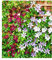 BALDUR Garten Winterharte Clematis Triologie,3 Pflanzen, bienenfreundlich und schmetterlingsfreundlich, pflegeleicht, blühende Kletterpflanze, 3er-Farb-Mix