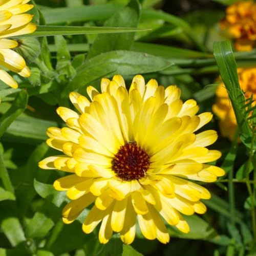 semillas de caléndula, Decoraciones de jardín exteriores caléndula officinalis, lugares soleados balcón decoración verano exóticas en 100pcs