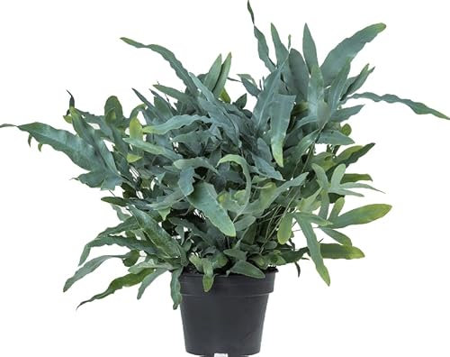 Helecho Estrella Azul Planta de Interior o Exterior, Perfecta para Principiantes