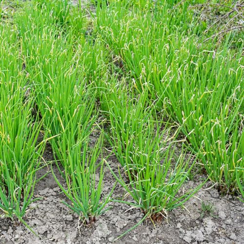 Semi di cipollina, resistente al freddo - esotiche, varietà antiche, aiuole rialzate per il giardino 400pcs