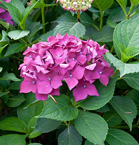 Bauernhortensie Leuchtfeuer 40-60cm - Hydrangea macrophylla