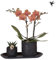 Phalanoepsis Orchidee, Zimmerpflanze Geschenkset, Set, Sukkulente mit Topf, lebende Pflanze