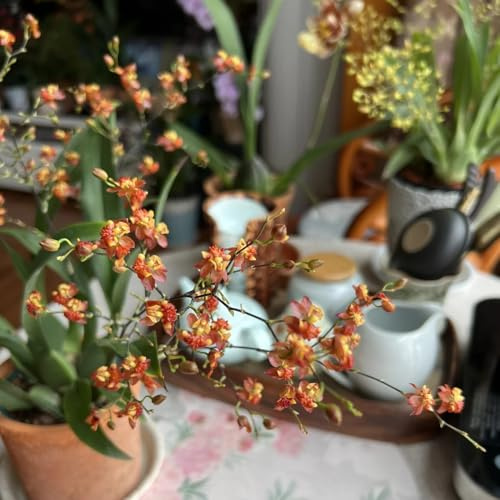 semillas de orquídea oncidium - sombra resistentes al aire libre balcón perennes resistentes jardín, interior, 400pcs